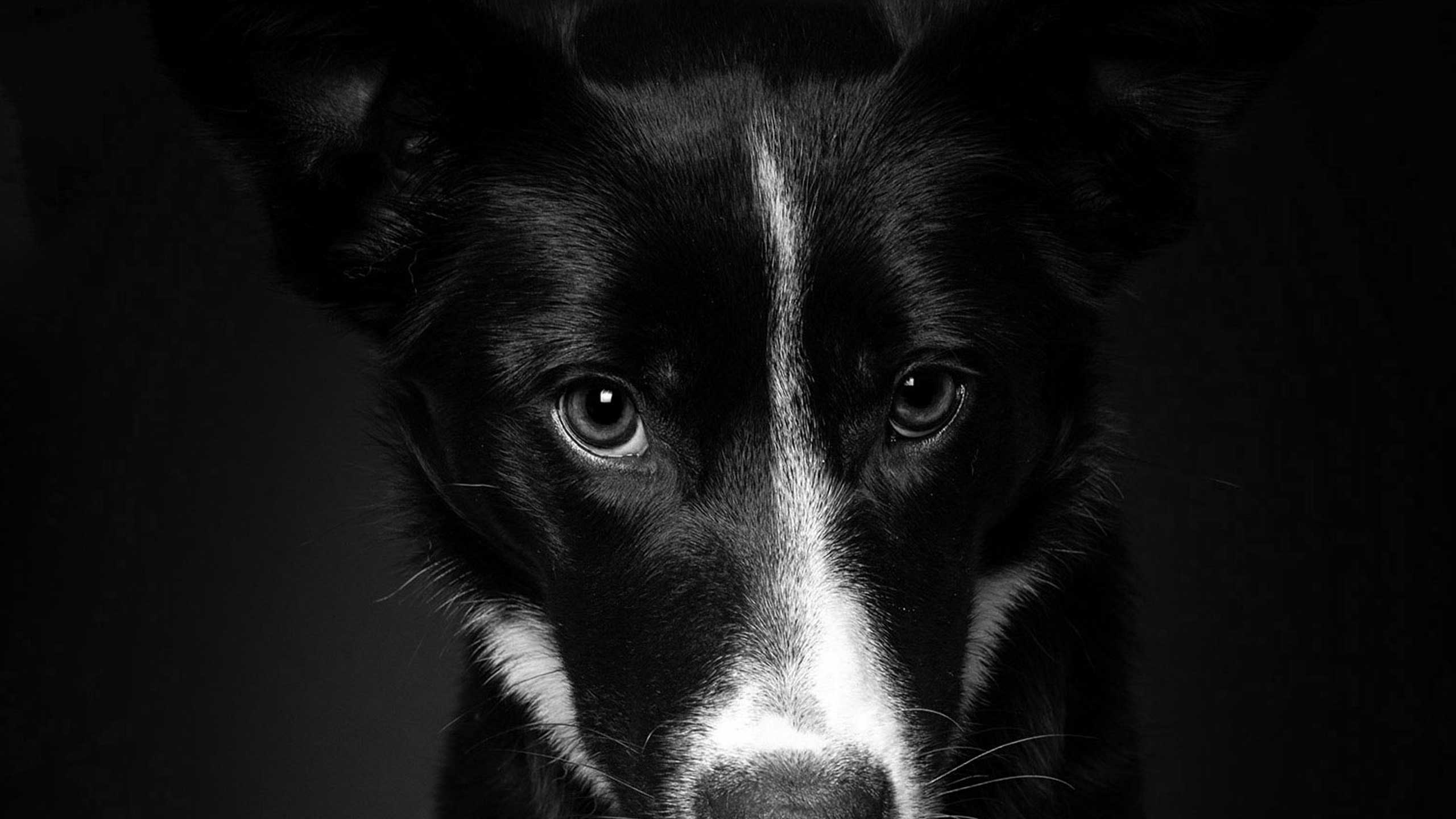 Hundefotografie